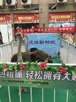 馬戲團出租表演附近哪里有大型活動(dòng)雜技演出租賃的公司_濟南演出公司